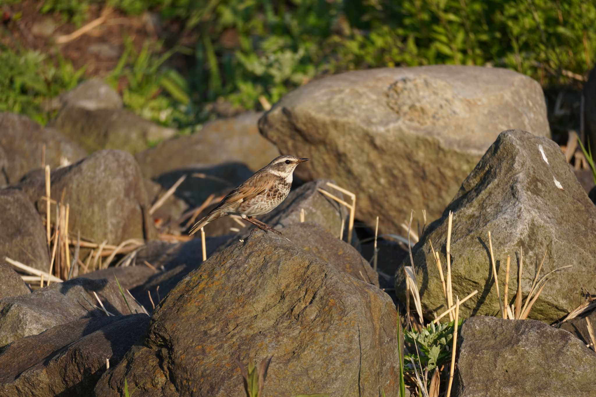 Photo of Dusky Thrush at 柏尾川 by Bouen-omoi