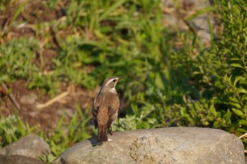 Dusky Thrush 柏尾川 Fri, 4/24/2020