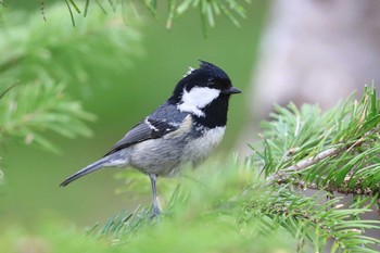 ヒガラ 北海道 函館市 見晴公園 2020年5月4日(月)