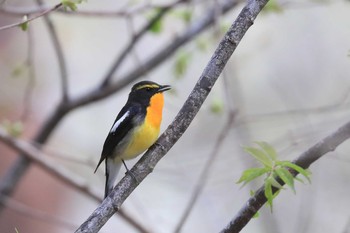 キビタキ 北海道 函館市 見晴公園 2020年5月4日(月)