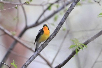 キビタキ 北海道 函館市 見晴公園 2020年5月4日(月)