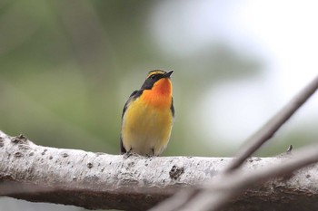 キビタキ 北海道 函館市 見晴公園 2020年5月4日(月)