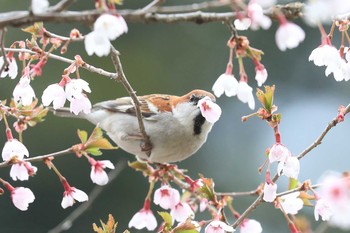 ニュウナイスズメ 北海道 函館市 見晴公園 2020年5月4日(月)