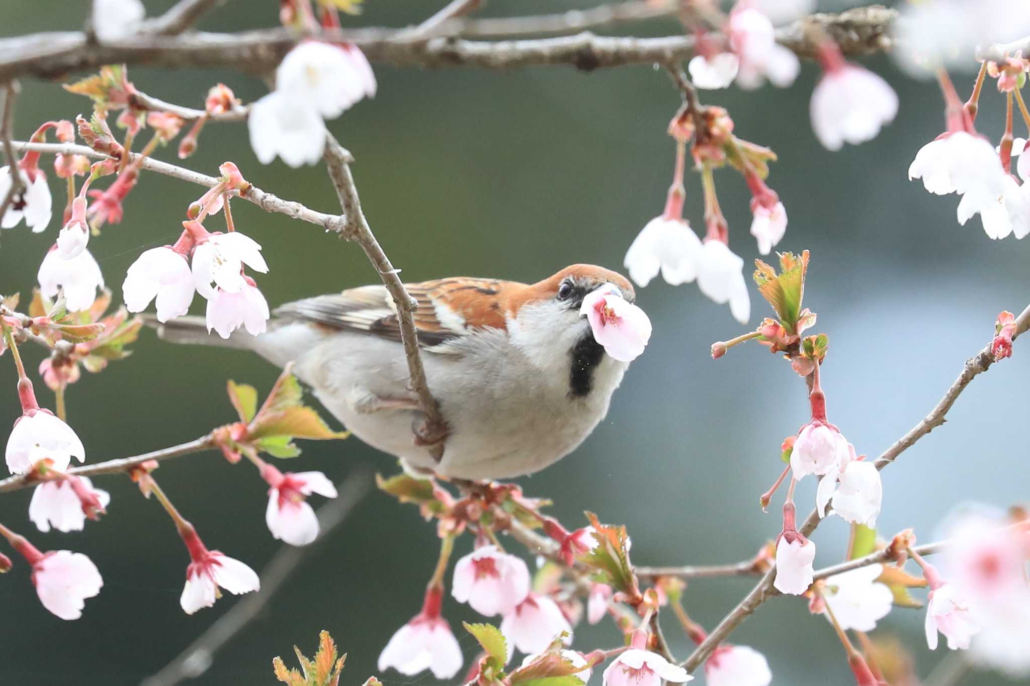 桜の花を根元からちぎり咥えます。