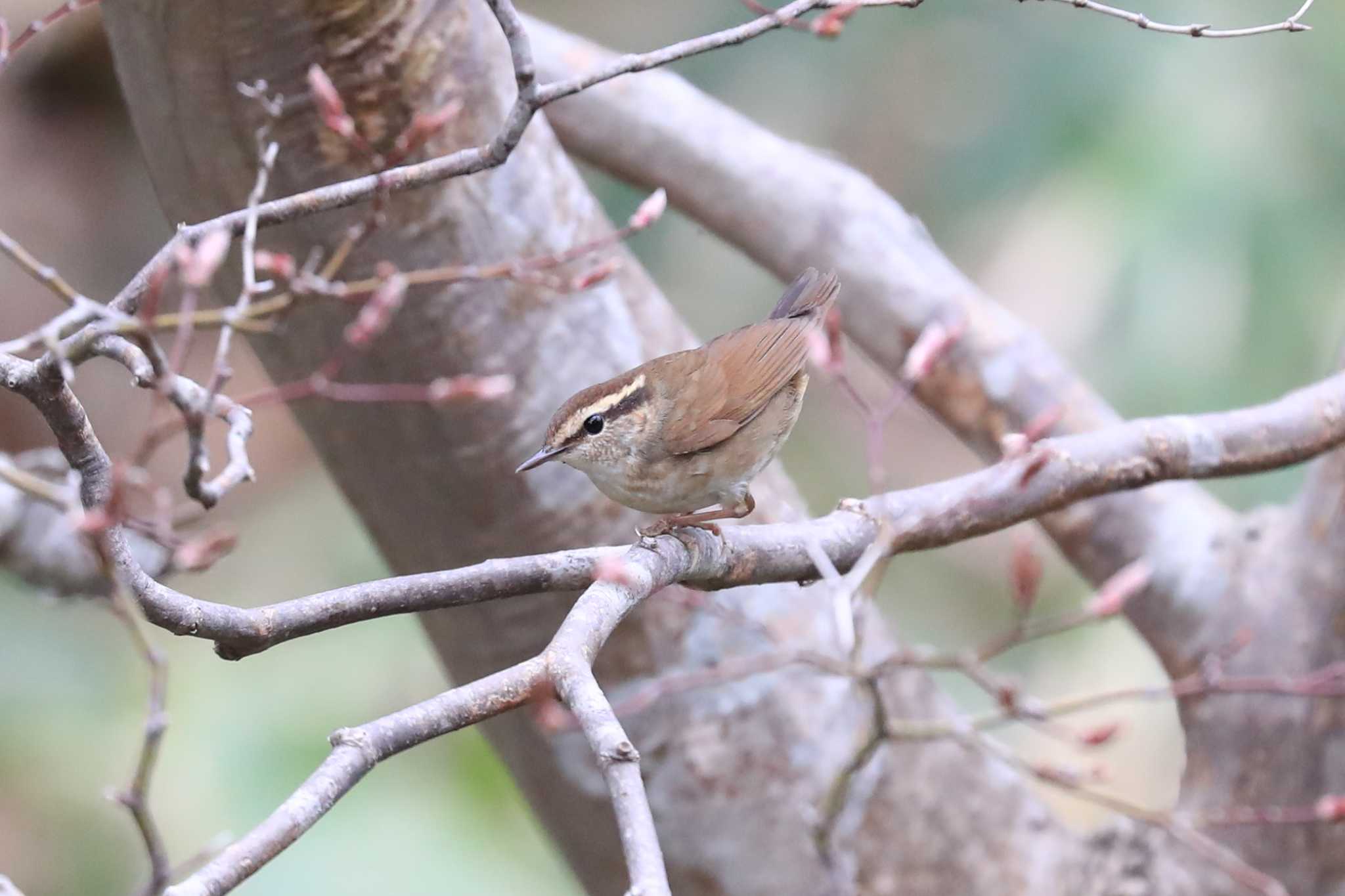 樹上のヤブサメ