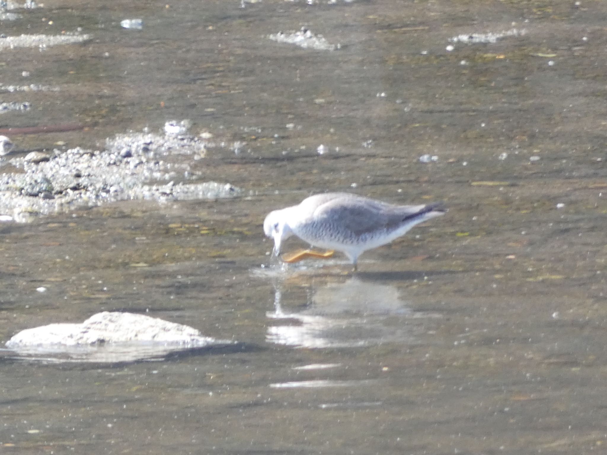 Grey-tailed Tattler