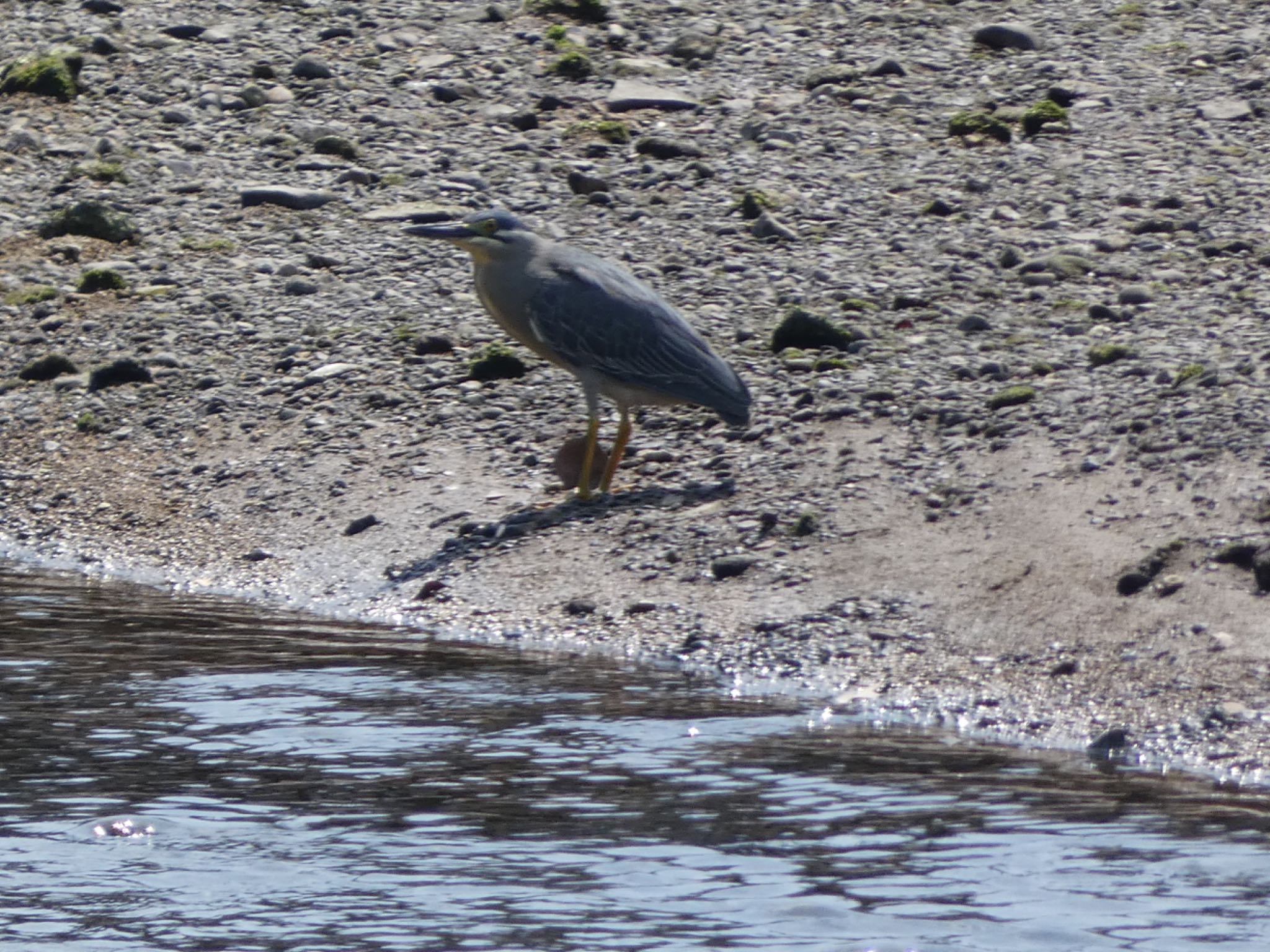 Striated Heron