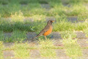 Brown-headed Thrush Yatoyama Park Wed, 4/20/2016