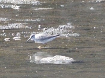 2020年5月4日(月) 和田川の野鳥観察記録