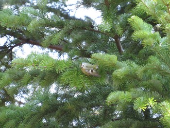 Goldcrest 札幌;北海道 Wed, 4/20/2016