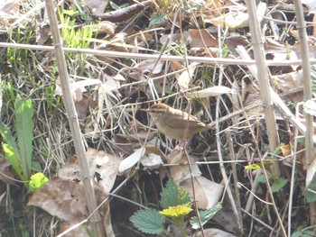 2020年5月3日(日) 北大研究林(北海道大学苫小牧研究林)の野鳥観察記録