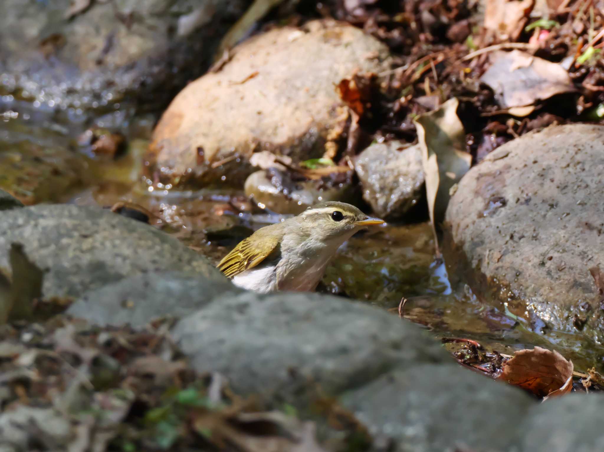 Eastern Crowned Warbler