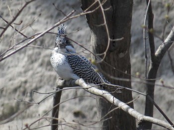 2016年4月20日(水) 真駒内公園の野鳥観察記録