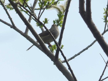 2020年5月3日(日) 千歳川(烏柵舞橋〜第四発電所付近)の野鳥観察記録