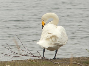 2020年5月4日(月) ウトナイ湖の野鳥観察記録