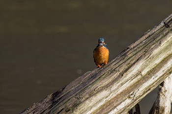 Common Kingfisher 神奈川　湖 Mon, 4/18/2016