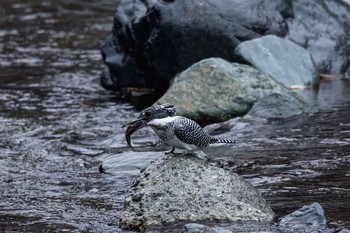 Crested Kingfisher 神奈川　川 Fri, 1/29/2016