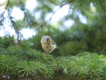 2016年4月21日(木) 真駒内公園の野鳥観察記録