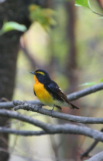 2016年4月15日(金) 権現山(弘法山公園)の野鳥観察記録