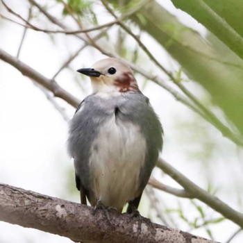 Chestnut-cheeked Starling Unknown Spots Unknown Date