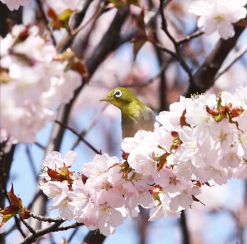 Warbling White-eye Unknown Spots Unknown Date