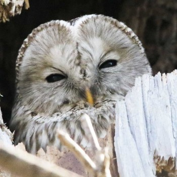 Ural Owl(japonica) Unknown Spots Unknown Date