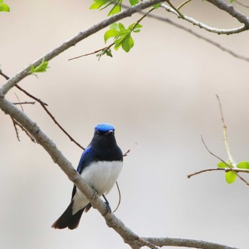 Blue-and-white Flycatcher Unknown Spots Unknown Date