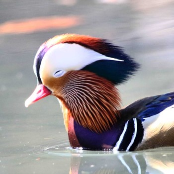 Mandarin Duck Unknown Spots Unknown Date