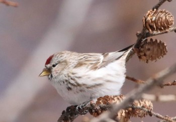 Common Redpoll Unknown Spots Unknown Date