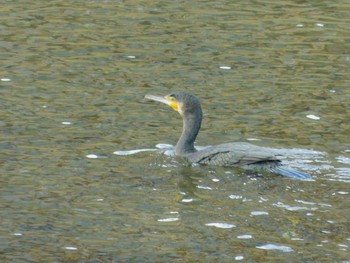 Great Cormorant 鴨川 Wed, 1/1/2020