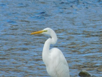 Medium Egret 鴨川 Wed, 1/1/2020