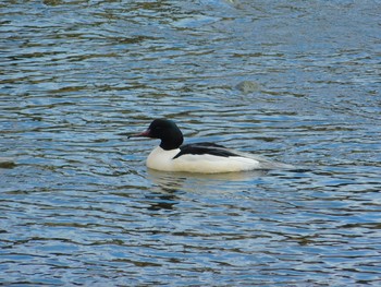 Common Merganser 鴨川 Wed, 1/1/2020