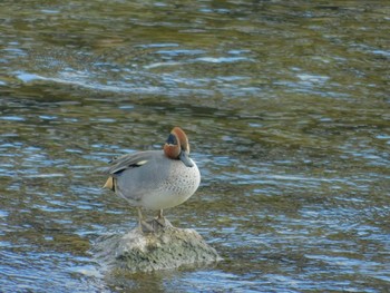 Eurasian Teal 鴨川 Wed, 1/1/2020