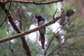 サンコウチョウ 神奈川 林道 2016年4月22日(金)