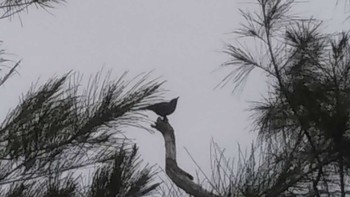 Lidth's Jay あやまる岬観光公園 Mon, 3/30/2020