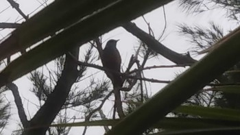 Lidth's Jay あやまる岬観光公園 Mon, 3/30/2020