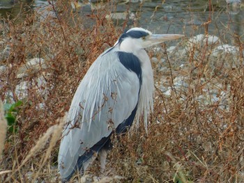 Grey Heron 鴨川 Wed, 1/1/2020