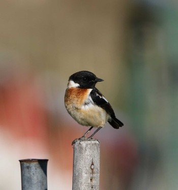 Amur Stonechat Unknown Spots Unknown Date