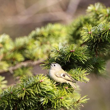 Goldcrest Unknown Spots Unknown Date