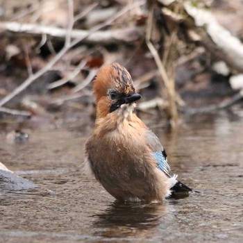 Eurasian Jay(brandtii) Unknown Spots Unknown Date