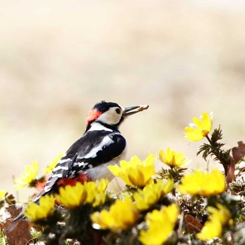 Great Spotted Woodpecker Unknown Spots Unknown Date