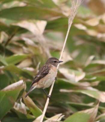 Amur Stonechat Unknown Spots Mon, 5/4/2020