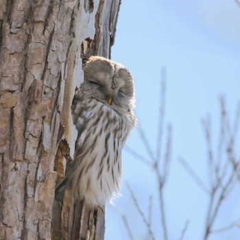 Ural Owl(japonica) Unknown Spots Unknown Date