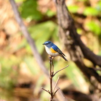 Red-flanked Bluetail Unknown Spots Unknown Date