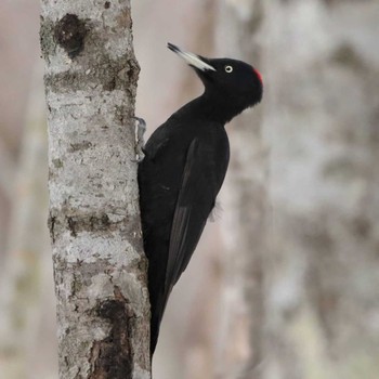 Black Woodpecker Unknown Spots Unknown Date