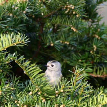 Goldcrest Unknown Spots Unknown Date