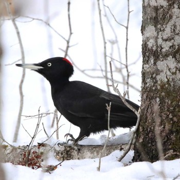 Black Woodpecker Unknown Spots Unknown Date