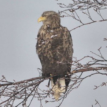 White-tailed Eagle Unknown Spots Unknown Date