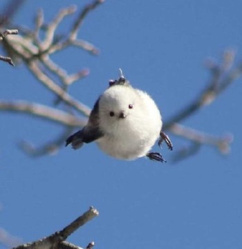 Long-tailed tit(japonicus) Unknown Spots Unknown Date