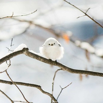 Long-tailed tit(japonicus) Unknown Spots Unknown Date